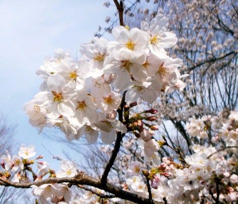 Stunning Sakura in full bloom