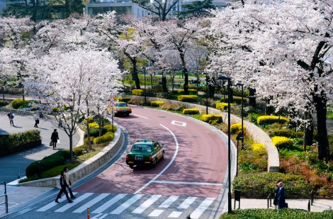 Midtown's Sakura Dori 